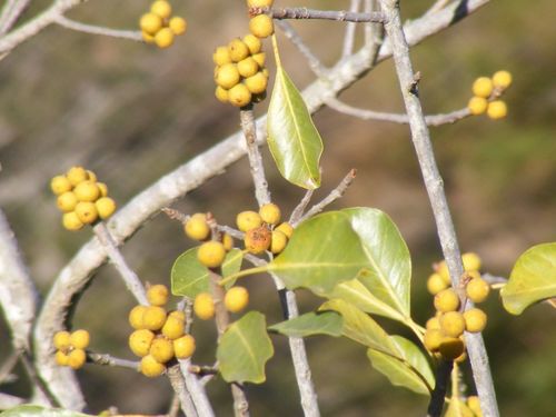 Image of Ficus petersii by no rights reserved