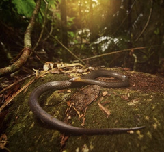 Grey-Naped Snake photo 4