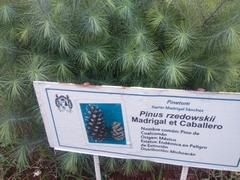 Pinus rzedowskii