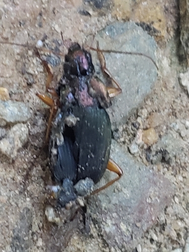 Summer Harp Ground Beetle photo 6