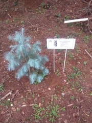Pinus maximartinezii