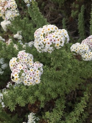 Heliotropium pycnophyllum