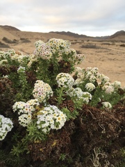 Heliotropium pycnophyllum