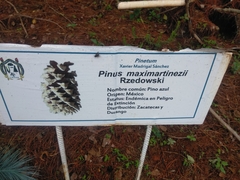 Pinus maximartinezii