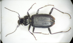 Nebria rufescens