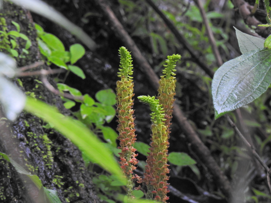 Malaxis densiflora