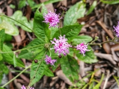 Vernonia greggii