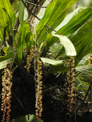 Image of Pholidota imbricata by (c) Paulmathi Vinod, some rights reserved (CC BY)