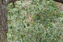 Pittosporum ralphii