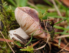Russula kalimna
