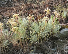 Dudleya densiflora