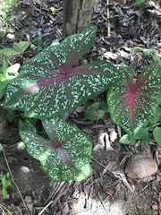 Caladium