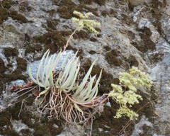 Dudleya densiflora