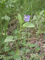 Viola sacchalinensis