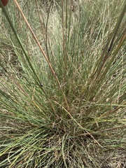 Festuca roemeri