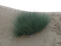 Leptadenia pyrotechnica