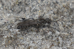 Lasiopogon puyallupi