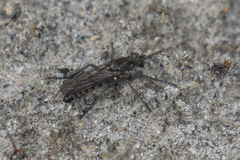 Lasiopogon puyallupi