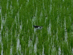 Himantopus mexicanus