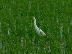 Egretta thula