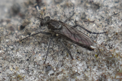 Lasiopogon puyallupi