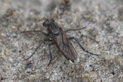 Lasiopogon puyallupi