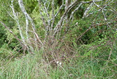 Calystegia tuguriorum