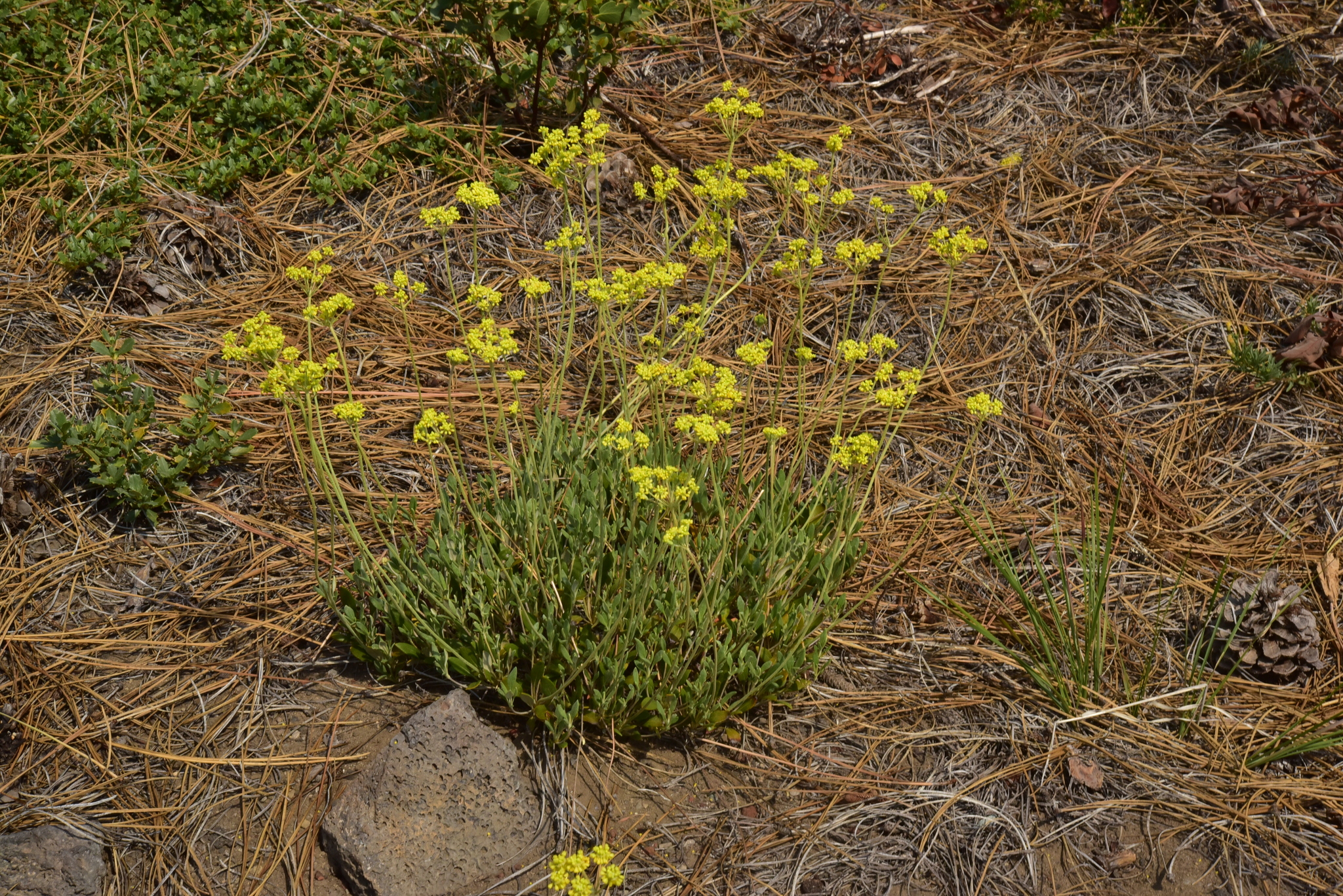 Eriogonum marifolium var. cupulatum