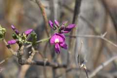 Lonchocarpus hermannii