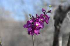Lonchocarpus hermannii