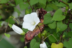 Calystegia tuguriorum