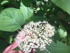 Strangalepta abbreviata