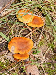 Cortinarius abnormis