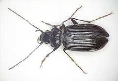 Nebria rufescens
