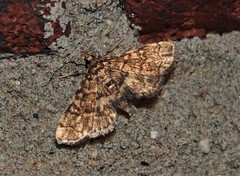 Steniini