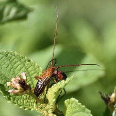 Oxymerus aculeatus