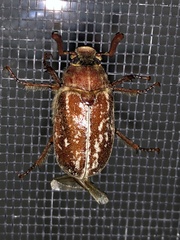 Polyphylla variolosa