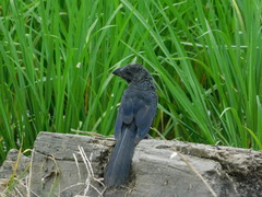 Crotophaga ani