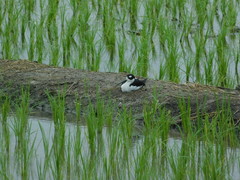 Himantopus mexicanus