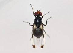 Seioptera vibrans