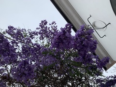 Jacaranda mimosifolia