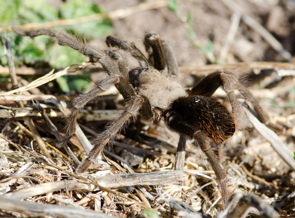 Desert Tarantula from 3100 Calaveras Rd, Milpitas, CA 95035, USA on ...