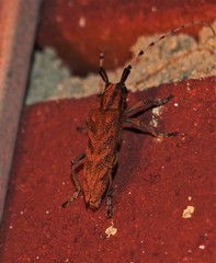 Saperda obliqua