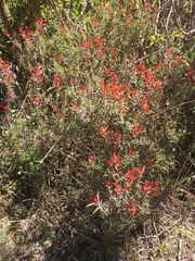 Castilleja quirosii