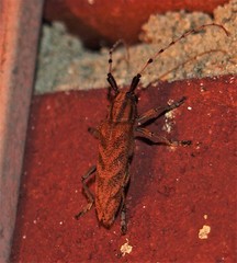 Saperda obliqua