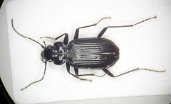 Nebria rufescens
