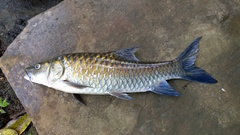 Black Mahseer photo 5