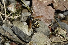 Ancistrocerus catskill