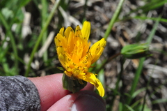 Nothocalais alpestris