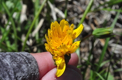 Nothocalais alpestris